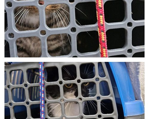 Fler kolonikatter infångade