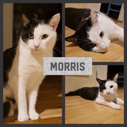 Morris II