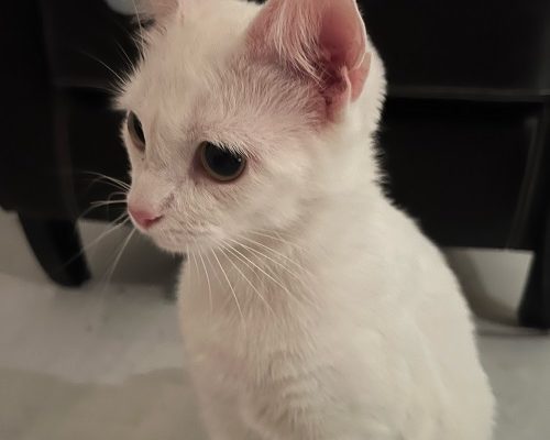 Jourhem sökes akut till Snövit