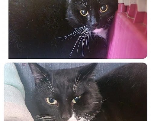 Jourhem sökes akut för Bengan och Allan