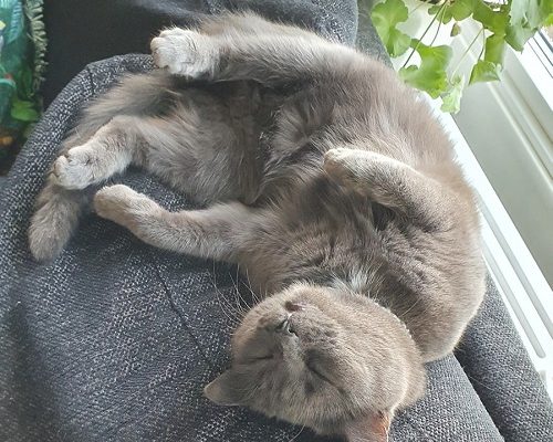 Jourhem sökes akut i Göteborg