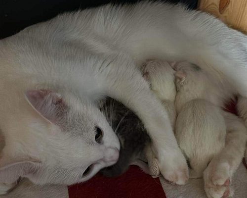 Hipp Hurra för Snövit