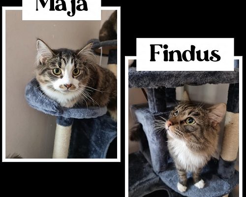 Maja och Findus söker Jourhem