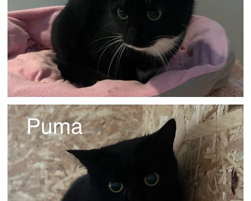 Jourhem för Puma och Mini