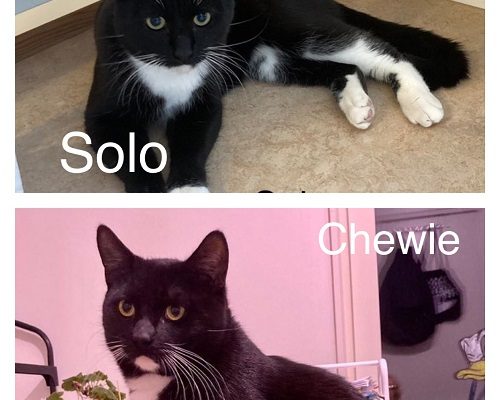 Chewie och Solo