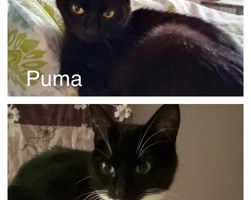 Puma och Mini