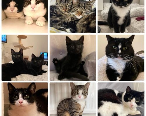 Hur är det att vara jourhem