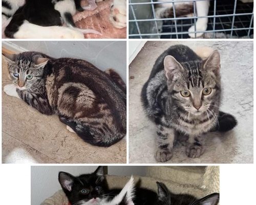 Vad har de varit med om?