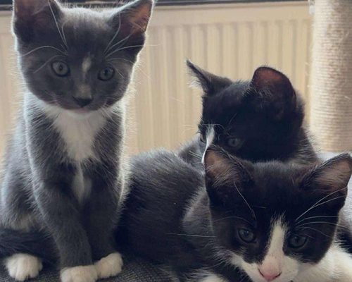 Månadens tjuga juni