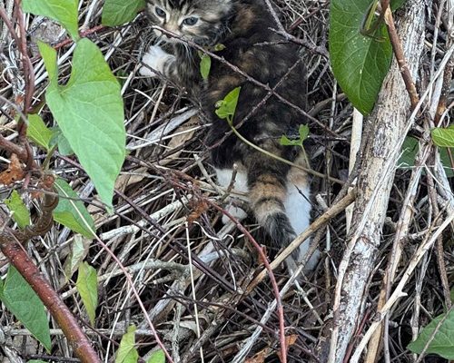 Sommartider, Nej Nej, Sommartider