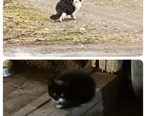 Akut Nödrop
