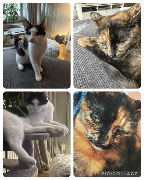 Sheeva och Gumman