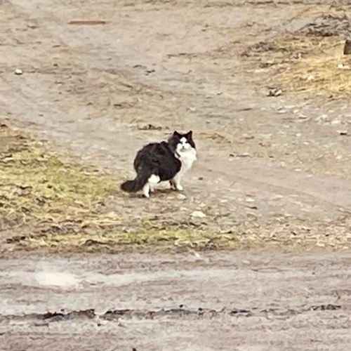 Akut Nödrop
