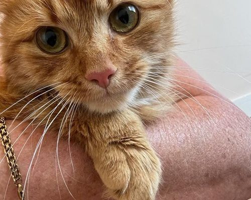 Lotterier på gång!