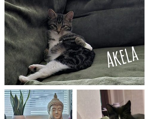 Mowgli, Akela och Cielo