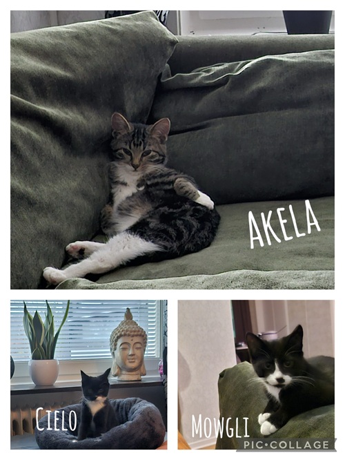 Mowgli, Akela och Cielo