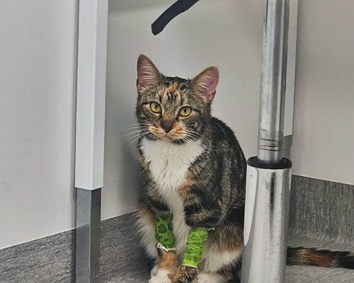 Uppdatering om Josefin