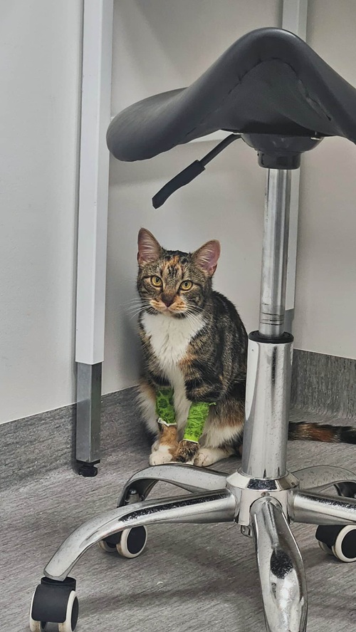 Uppdatering om Josefin