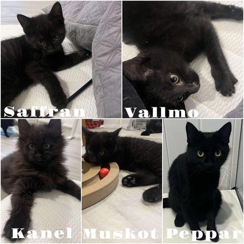 Saffran, Kanel, Vallmo, Muskot och mamma Peppar