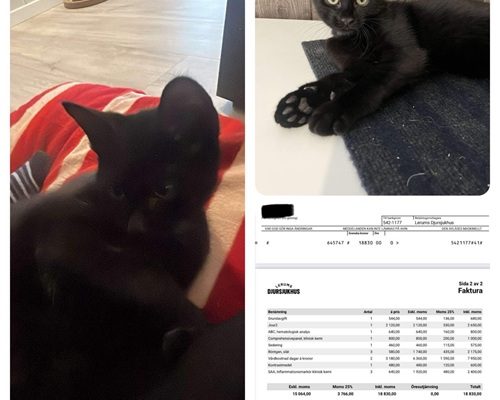 Uppdatering/Redovisning  Vallmo