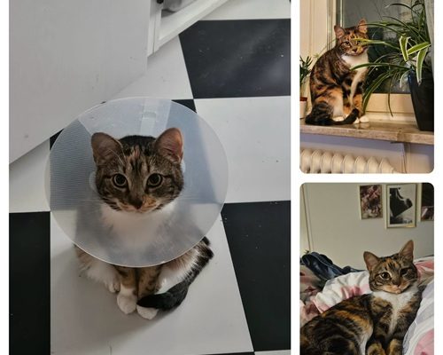 Josefin är friskförklarad