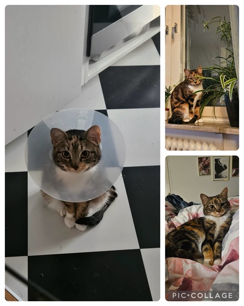 Josefin är friskförklarad