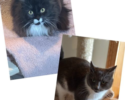 Nödrop – jourhem sökes akut