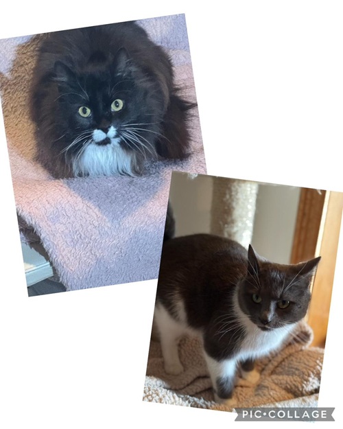 Akut nödrop – jourhem sökes