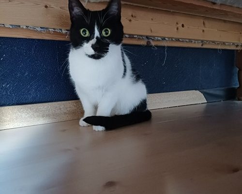 Nyheter Akut Nödrop för Titti