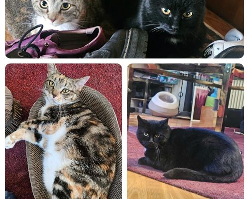 Sotis & Josefin