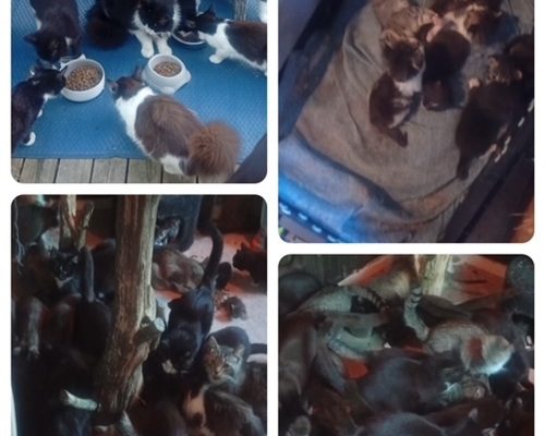 Akut katastrofläge – 50-60 katter riskerar livet