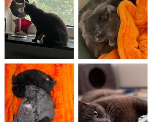 Akut – Jourhem sökes till Maja och hennes fyra bebisar i Göteborg