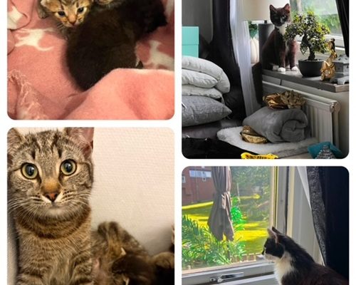 Kattkolonin