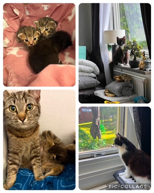 Kattkolonin