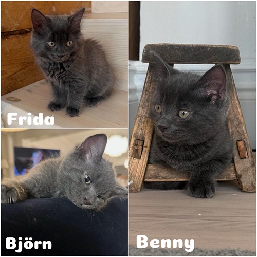Björn, Benny och Frida