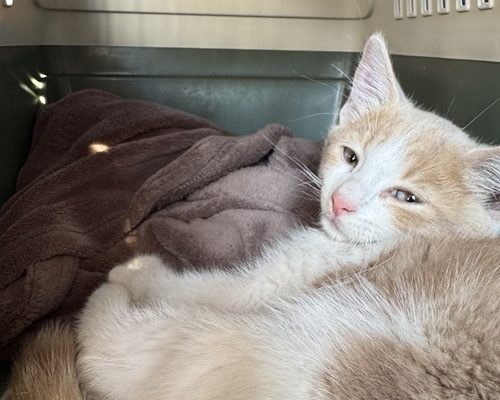 Dumpad kattunge