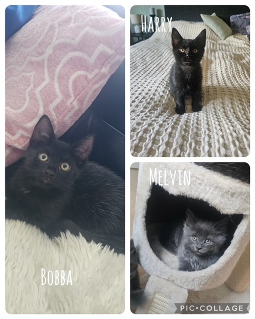 Melvin, Harry & Bobba