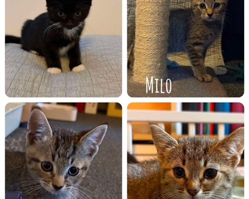 Milo, Maja, Molly och Mini