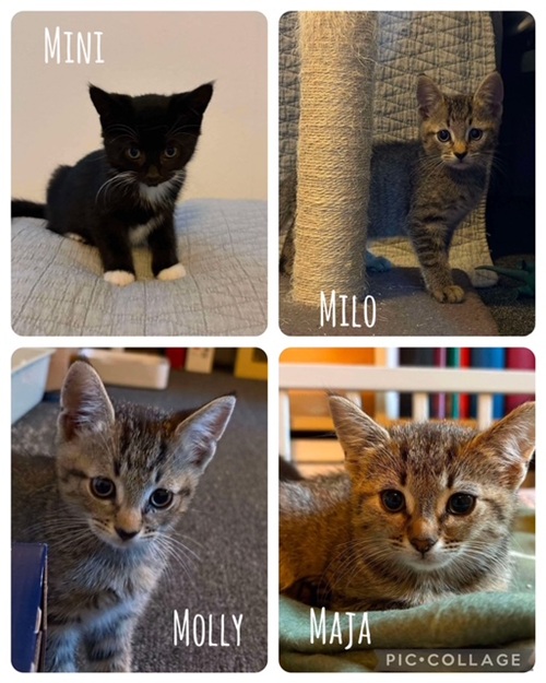 Milo, Maja, Molly och Mini
