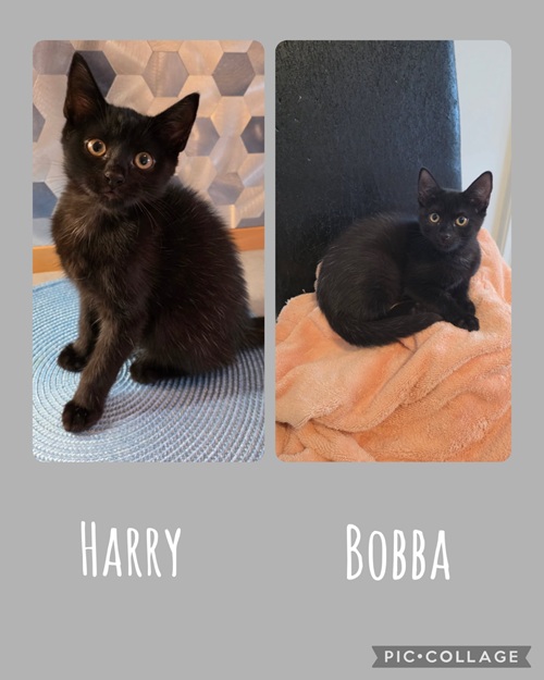 Harry och Bobba