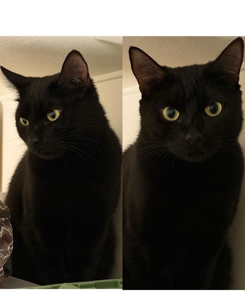 Mia