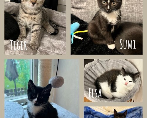 Sumi, Elsa, Alvin, Blackie & Tiger