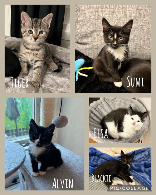 Sumi, Elsa, Alvin, Blackie & Tiger
