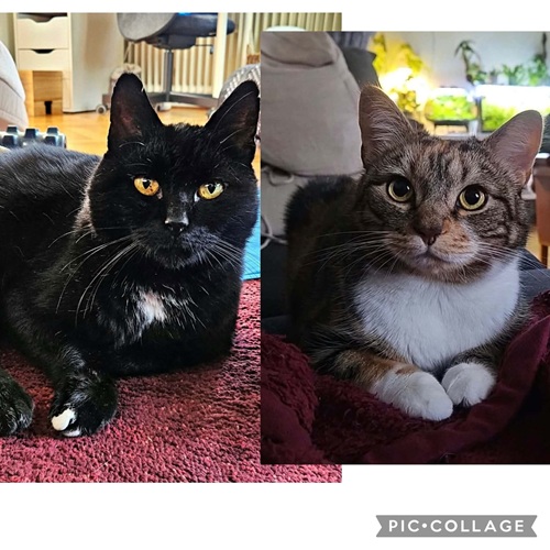 Josefin & Sotis