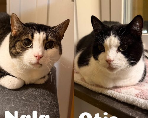 Otis och Nala söker jourhem