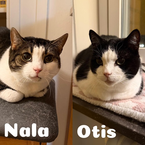 Otis och Nala söker jourhem