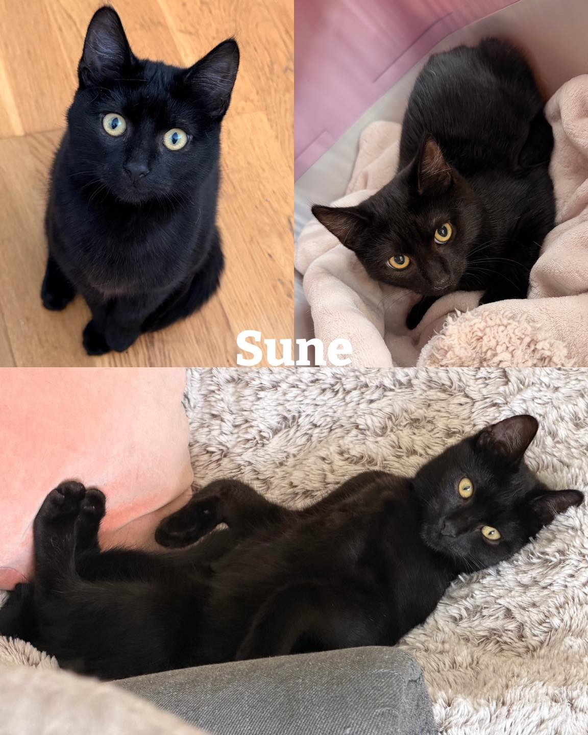 Sune